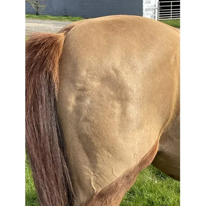 Pony Rita – parts where fat may be stored