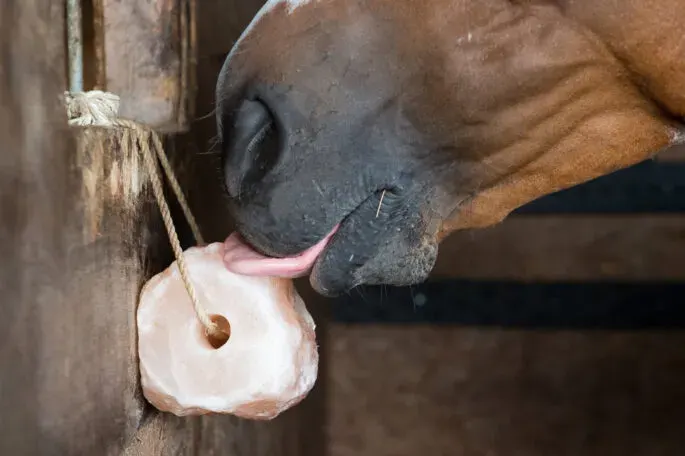Electrolytes and rehydration: how to replace what your horse sweats out