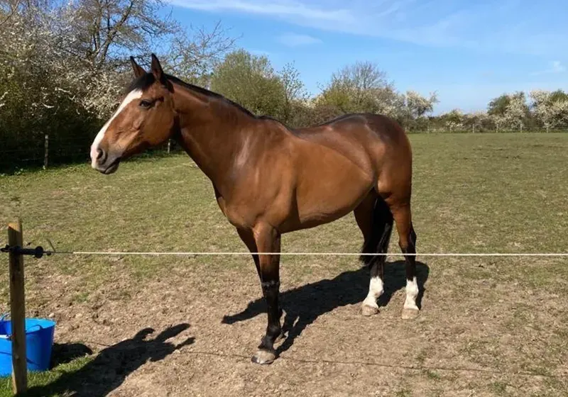 Equine obesity: why we often overlook it and how to tackle it