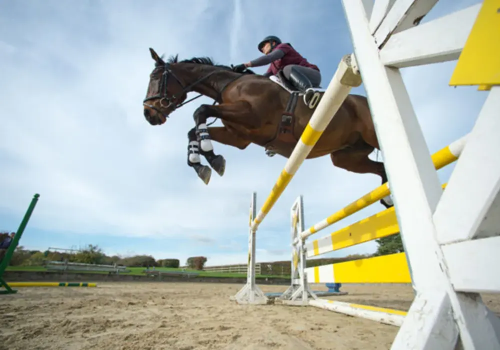 Gastric ulcers in horses: why feeding matters